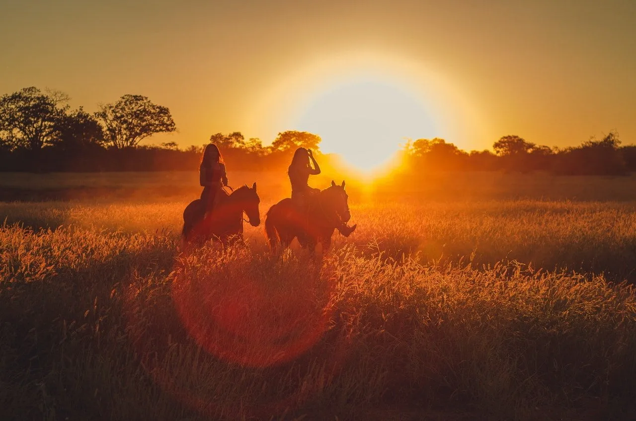 Cavalos em passeio ao fim da tarde
